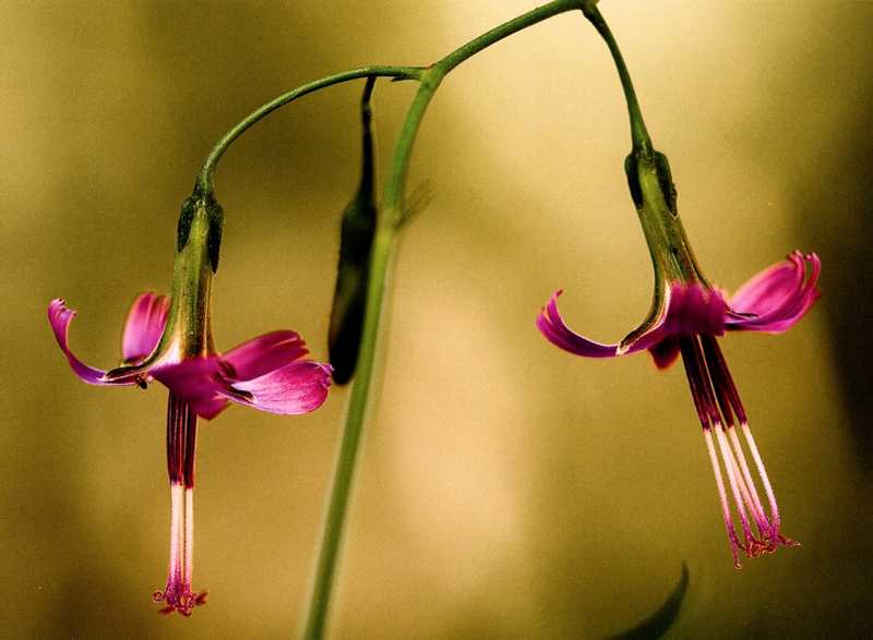 (24910)Prenanthes purpurea,fleurs